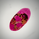 Hymenolepis diminuta