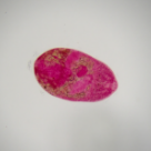 Hymenolepis diminuta