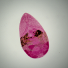 Hymenolepis diminuta