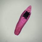 Hymenolepis diminuta