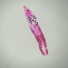 Hymenolepis diminuta