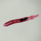 Hymenolepis diminuta