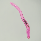 Hymenolepis diminuta