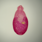 Hymenolepis diminuta